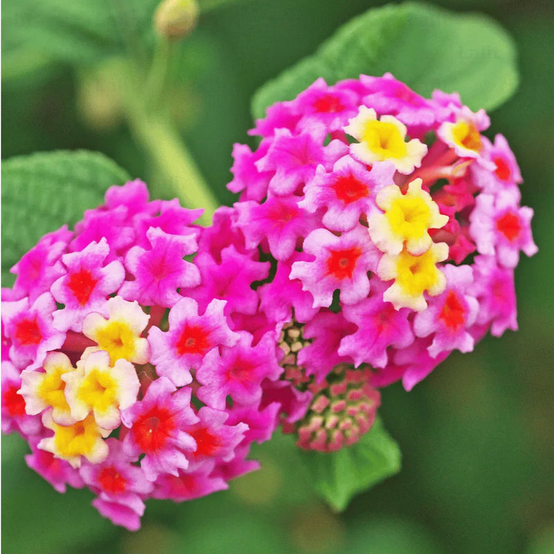 Semillas rosas de lantana para sembrar – popular como flor de corte – variedad tradicional y semillas no modificadas genéticamente para jardín doméstico