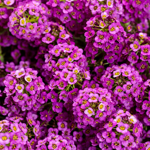 Rosa lobularia samen for anpflanzung