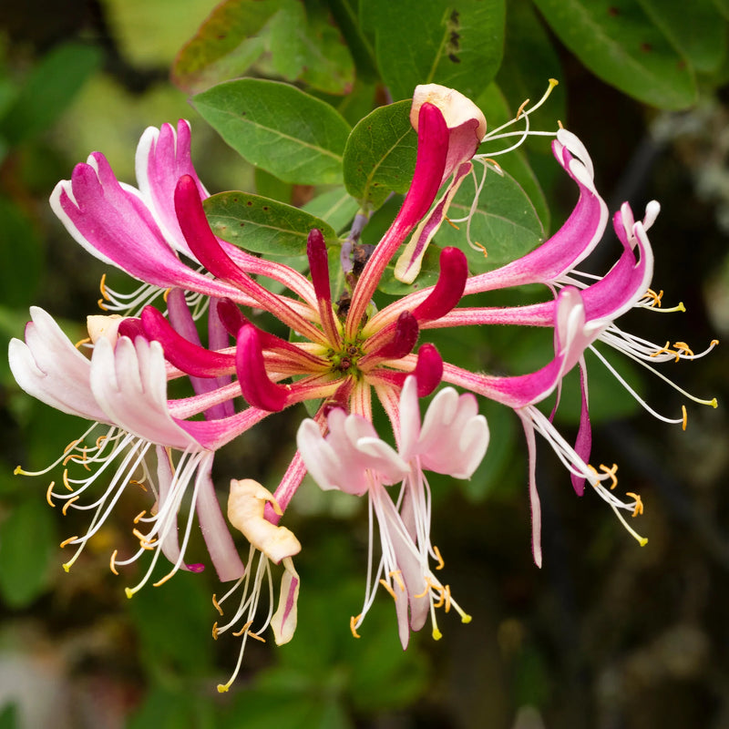 Semillas de Cape Honeysuckle rosa y blanca para siembra – flores fragantes – variedad tradicional y semillas sin ingeniería genética de Jardín Doméstico