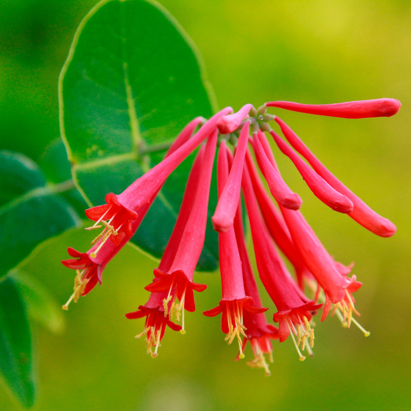 Semillas de madreselva del Cabo roja para sembrar – popular como flor cortada – variedad tradicional y sin ingeniería genética, semillas para el jardín doméstico
