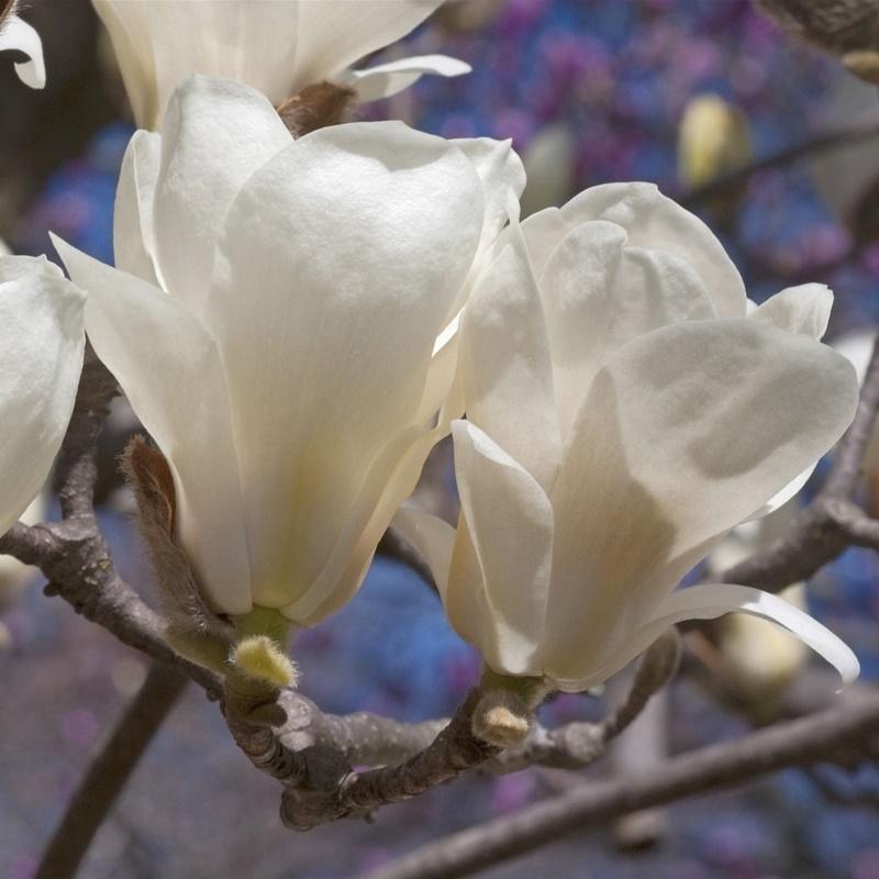 Semillas de magnolia Yulan para sembrar