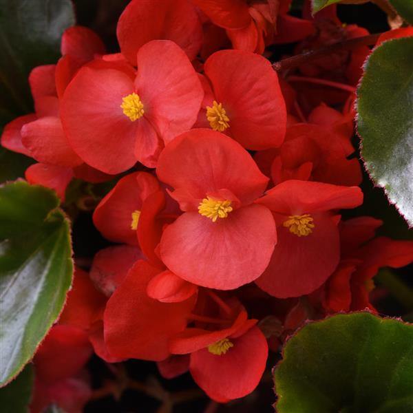 Semillas de flores de begonia para siembra, flor de corte popular, variedad tradicional y sin OGM, semillas para jardín doméstico