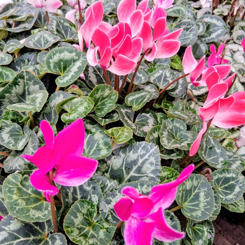 Semillas de flores de ciclamen rosa para sembrar – tolerante a la sequía – variedad tradicional y semillas sin modificación genética para el jardín doméstico