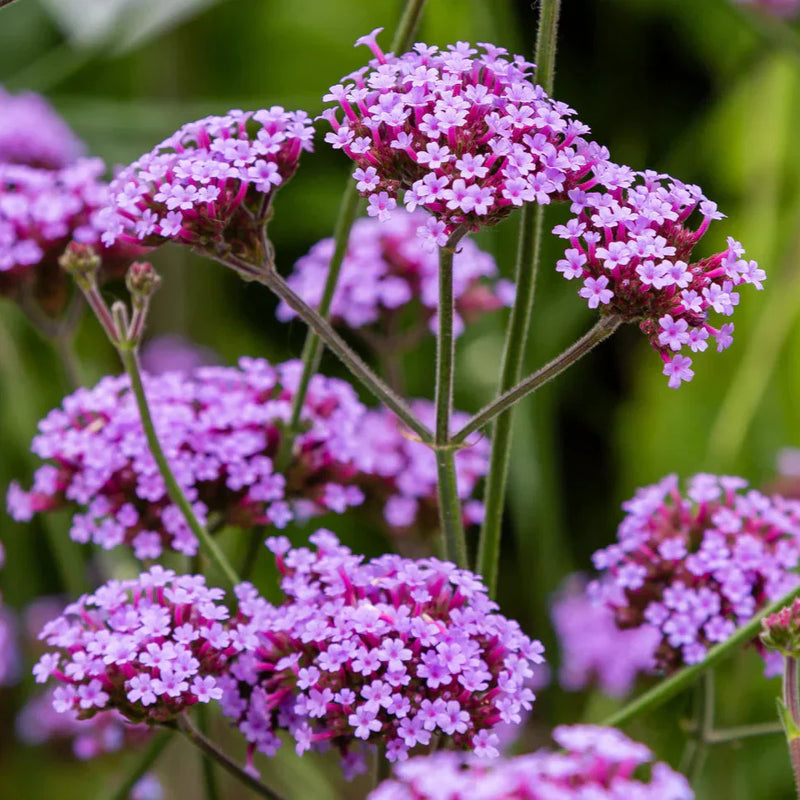 Violet moss verbena samen for anpflanzung