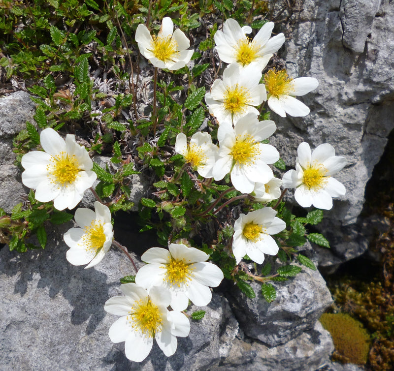 Semillas de flores de Burren blancas para siembra – populares en el jardín – variedad tradicional y sin ingeniería genética, semillas para el jardín doméstico