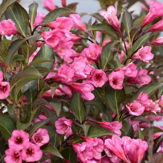 Semillas de flores Weigela florida para sembrar, flores luminosas, variedad tradicional y sin organismos modificados genéticamente, semillas para jardín doméstico