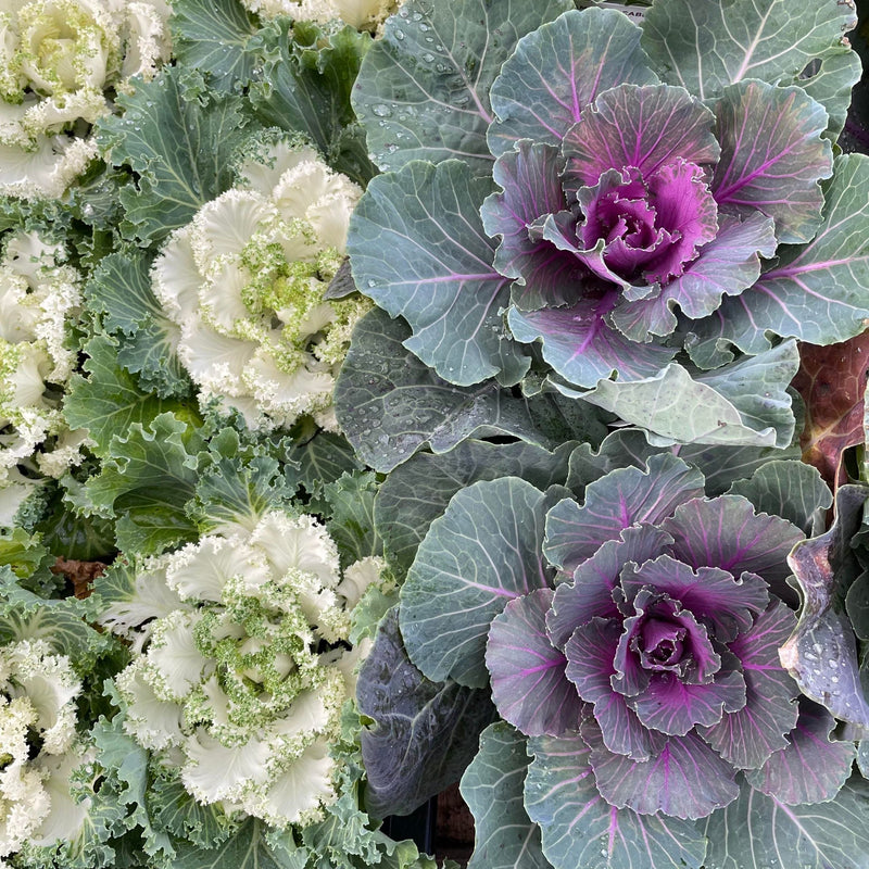 Red brassica oleracea flower samen für aussaat