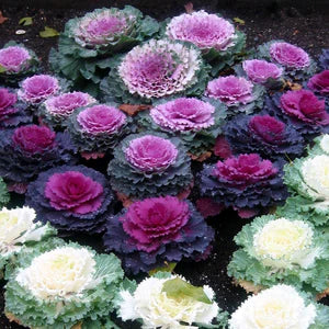 Semillas de flores violetas de brassica oleracea, flores luminosas, variedad tradicional y sin organismos modificados genéticamente, semillas para el jardín doméstico