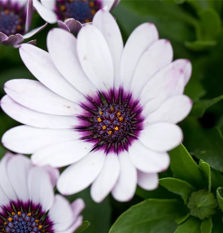 Semillas de flores blancas de osteospermum, fáciles de sembrar