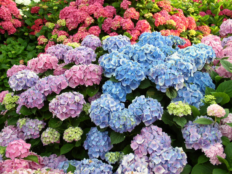 Semillas de flores de hortensia rosa para siembra – flores perfumadas – variedad tradicional y semillas sin transgénicos para el jardín doméstico