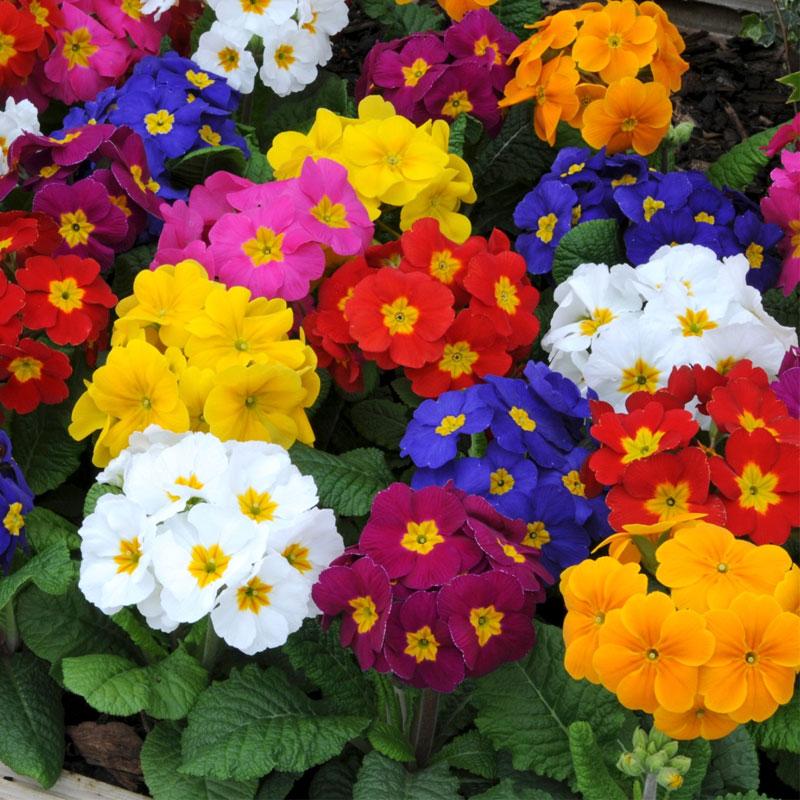 Variété traditionnelle de graines de polyanthus, mélange de fleurs sauvages à semer, variété traditionnelle et sans OGM, graines pour jardin potager