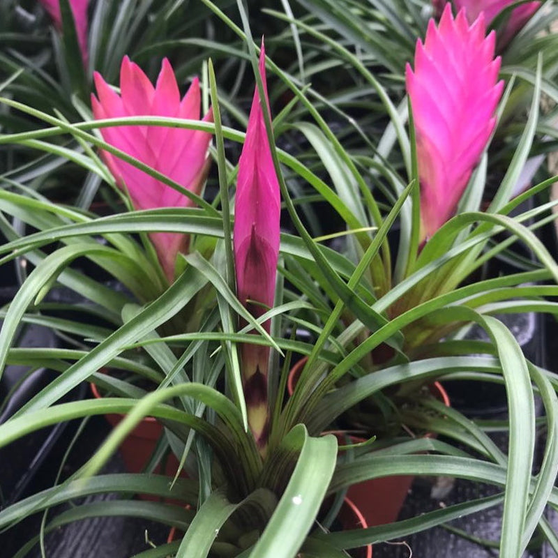 Rosa tillandsia cyanea blume samen for anpflanzung - vibrant colors, heirloom & gmo free samen for home garten
sale for anpflanzung in home garten