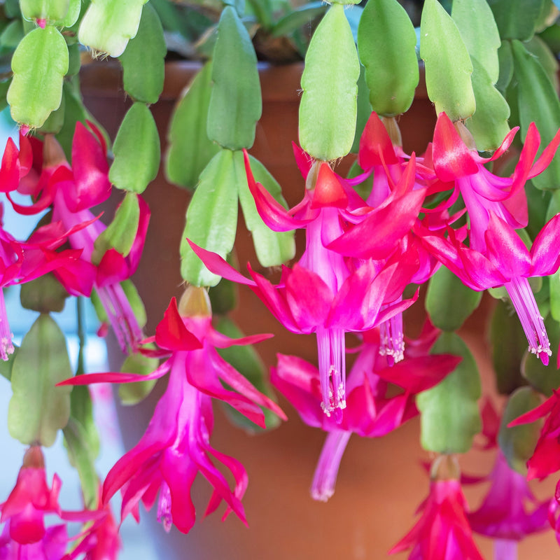 Semillas de flores de cactus de Navidad para sembrar, temporada de floración larga, variedad tradicional y sin organismos modificados genéticamente, semillas para el jardín doméstico