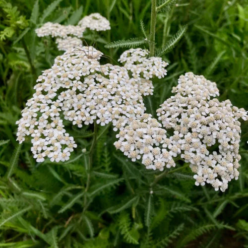 Semillas de flores blancas de viburno para sembrar: semillas para cultivar en el jardín