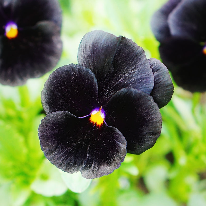Colección de semillas de flores de pensamientos negros, siembra fácil