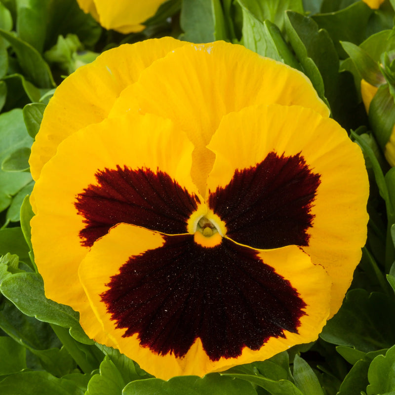 Semillas de flores de pensamiento tricolor para sembrar – popular como flor de corte – variedad tradicional y semillas sin organismos modificados genéticamente para el jardín doméstico