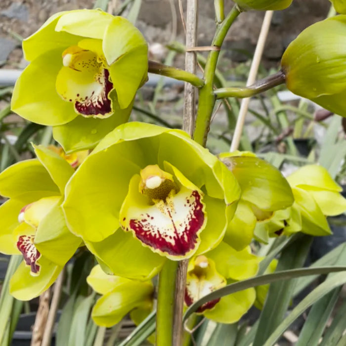 Semillas de flores de orquídea Cymbidium, variedad tradicional, para siembra, floración prolongada de temporada, variedad tradicional y sin ingeniería genética, semillas para el jardín doméstico