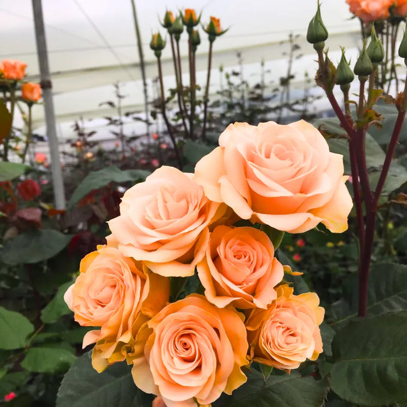 Graines de fleurs de rose couleur pêche à semer, tolérantes à la sécheresse, variété traditionnelle et sans OGM, graines pour jardin familial
