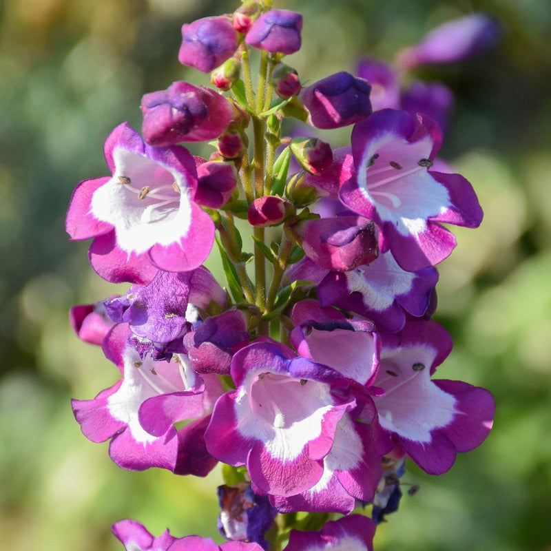 Violet penstemon blume samen for anpflanzung - bright blooms, heirloom & gmo free samen for home garten
sale for anpflanzung in home garten