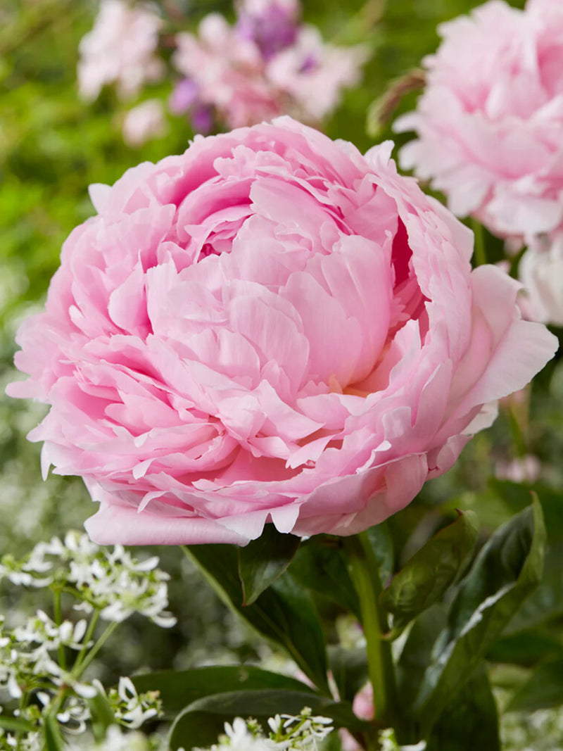 Graines de pivoine rose à semer – éclatantes – variété traditionnelle et sans OGM, graines pour jardin familial
