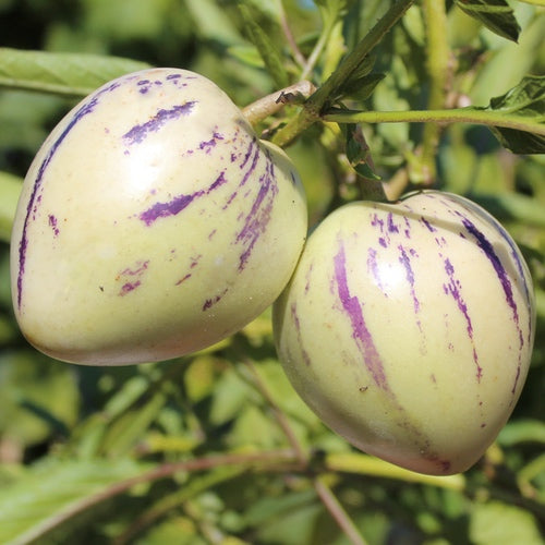 Graines de pepino Weiß Lila pour légumes, à planter