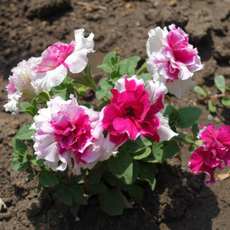 Semillas de petunia blanca y rosa para sembrar, flores brillantes y coloridas para jardines ornamentales