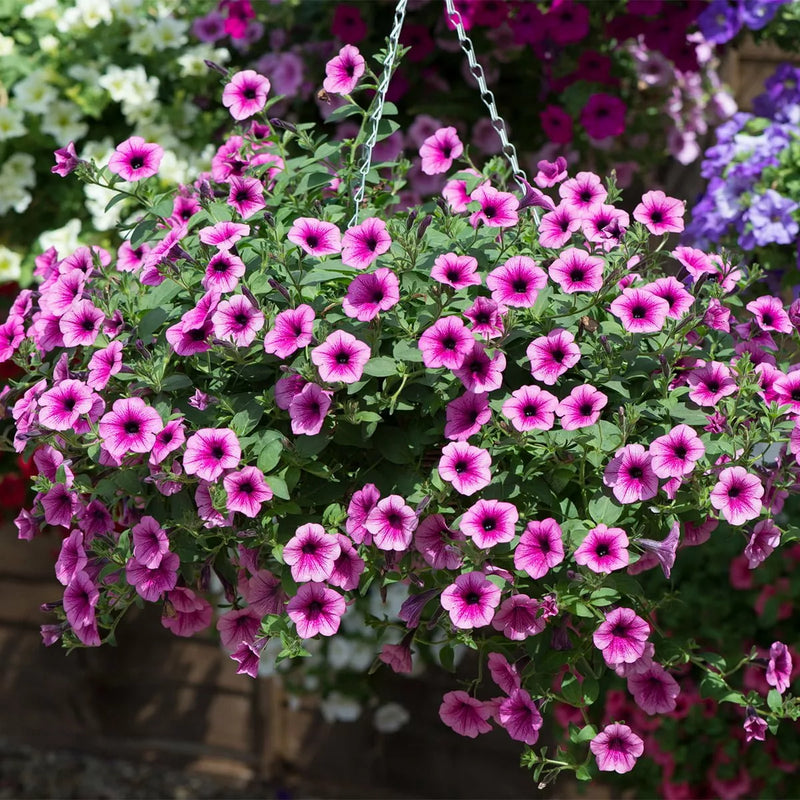 Petunia colgante rosa y morada semillas para sembrar variedad tradicional sin organismos modificados genéticamente semillas de flores mezcla de flores silvestres
