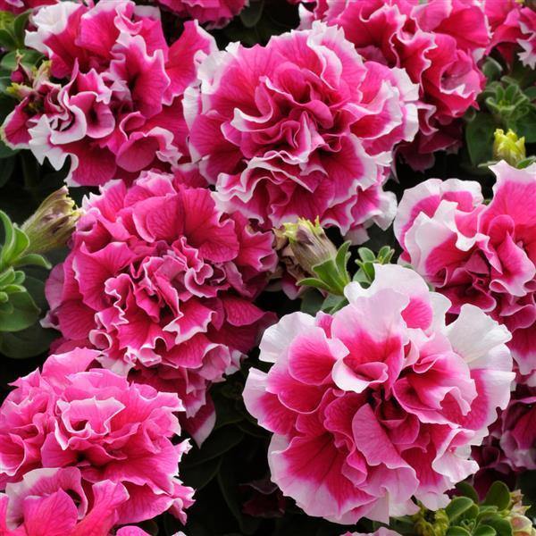 Petunia double gf pirouette rose blume samen for anpflanzung compact growth heirloom & gmo free samen for home garten
sale for anpflanzung in home garten