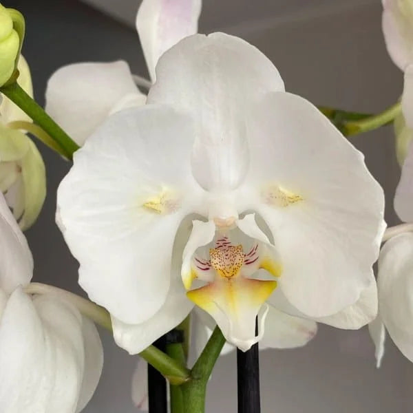 Weiß phalaenopsis orchid samen for anpflanzung