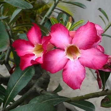 High germination adenium obesum samen