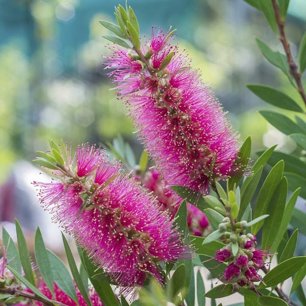 Rosa bottle brush blume samen for anpflanzung