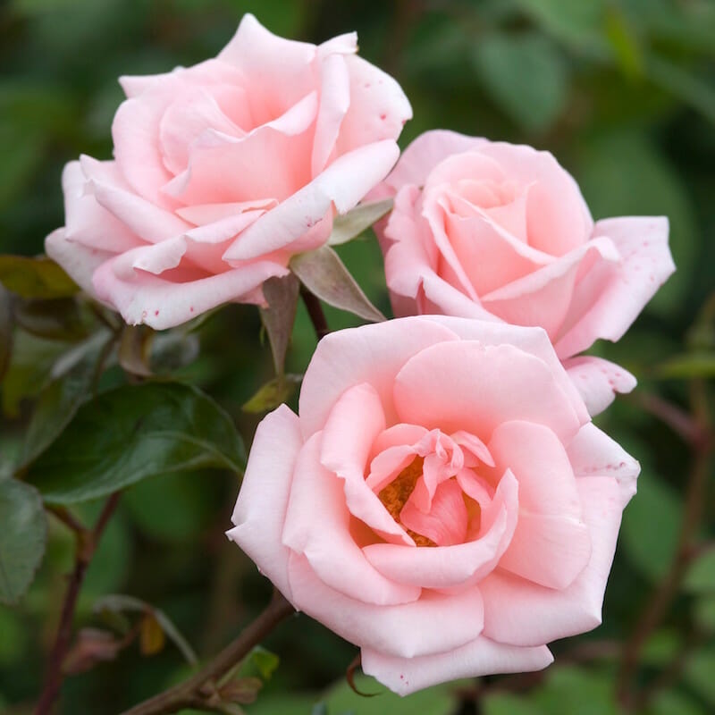 Rosa dawn rose blume samen for anpflanzung