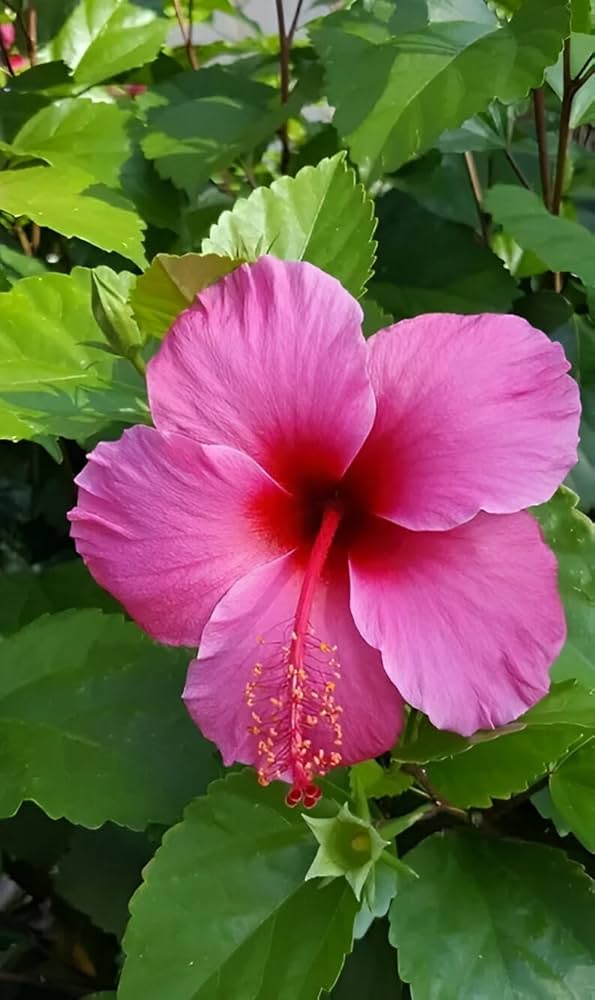 Rosa hibiscus syriacus blume samen for anpflanzung