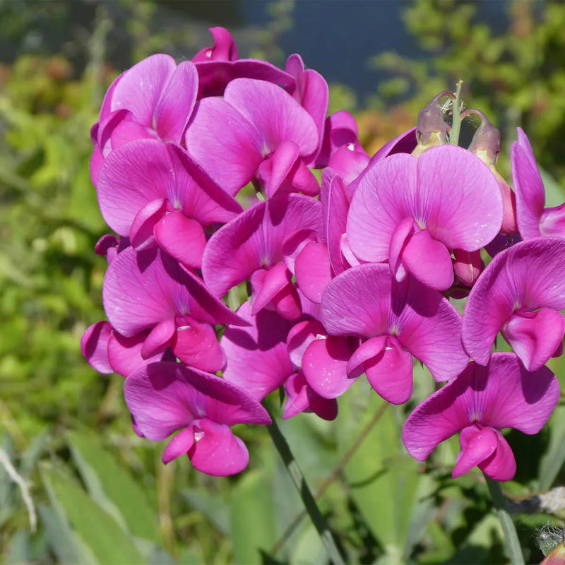 Rosa lathyrus lord anson's blume samen for anpflanzung