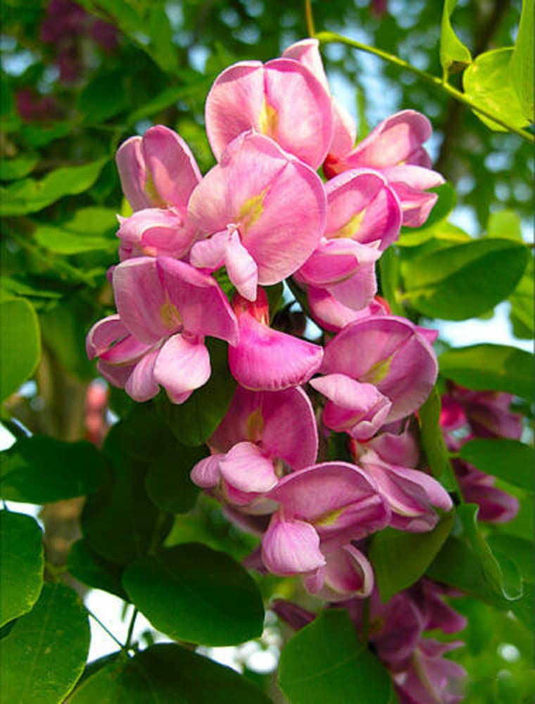 Rosa rose locust tree samen for anpflanzung