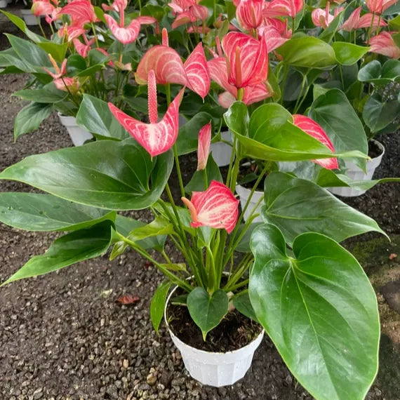 Semillas de flor de flamenco Andraeanu rosa pálido para sembrar: flores brillantes para su jardín