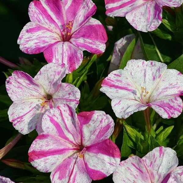 Rosa weiß mirabilis samen for anpflanzung