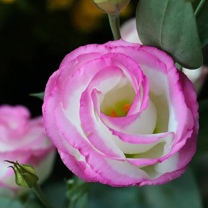 Rosa eustoma samen for anpflanzung