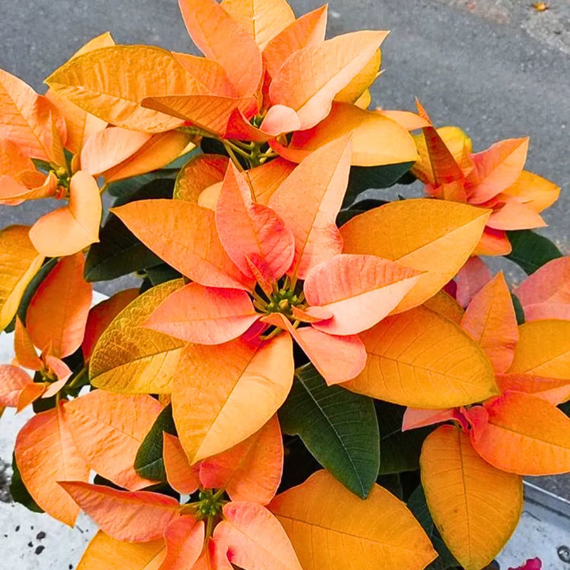 Semillas de flores de flor de Pascua naranja para sembrar, respetuosa con los polinizadores, variedad tradicional y sin ingeniería genética, semillas para jardín doméstico