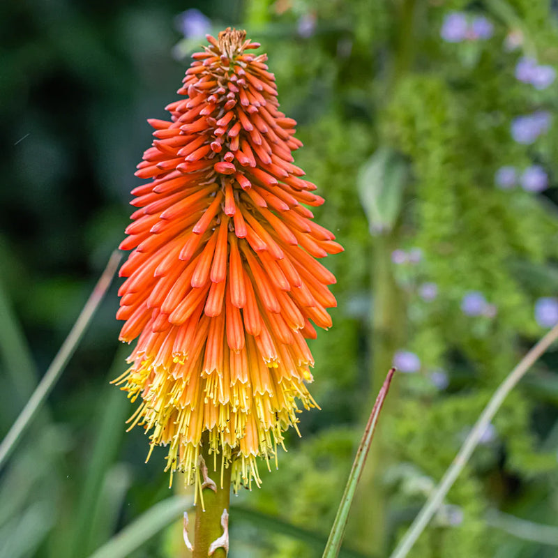 Rot pokerflower samen for anpflanzung
