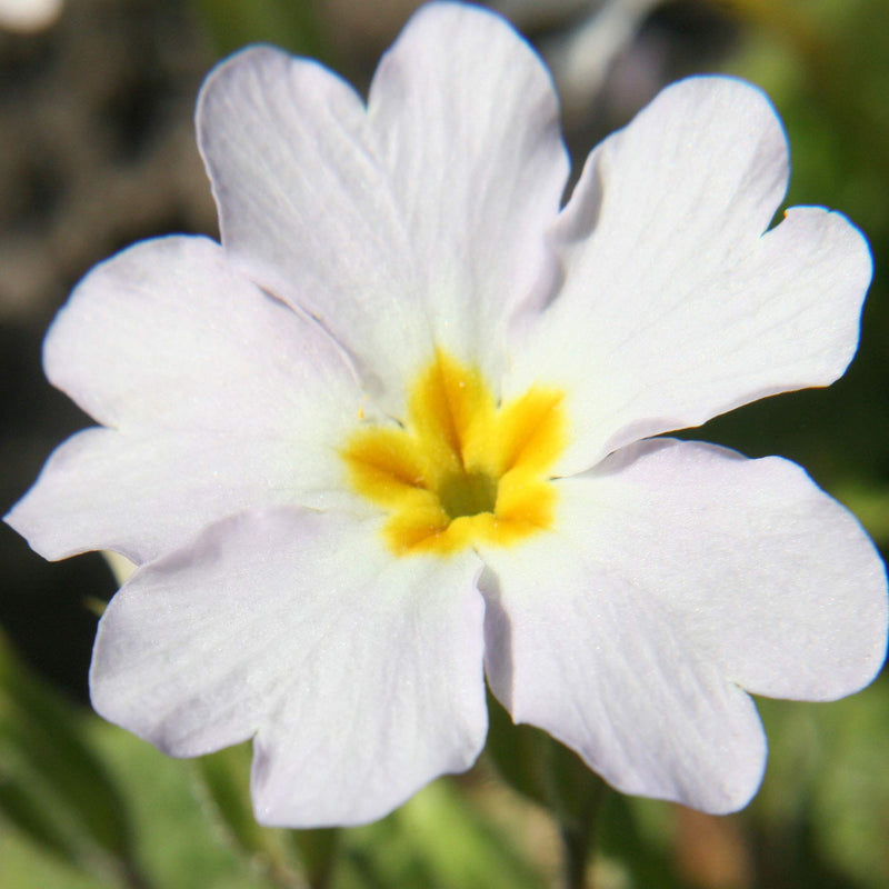 Primula primrose samen for anpflanzung
