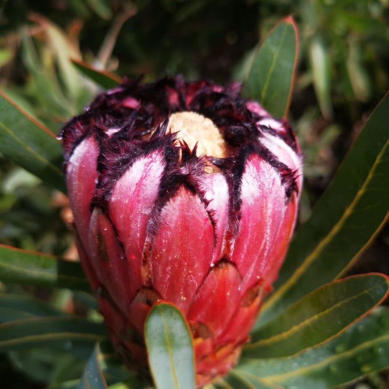 Nériifolia rose, graines de fleurs à semer, variété robuste, variété traditionnelle et sans OGM, graines pour jardin familial