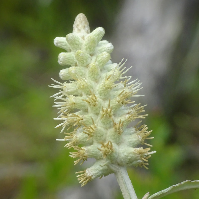 Graines de fleurs de Pterocaulon à semer, fleurs éclatantes, variété traditionnelle et sans OGM, graines pour jardin familial