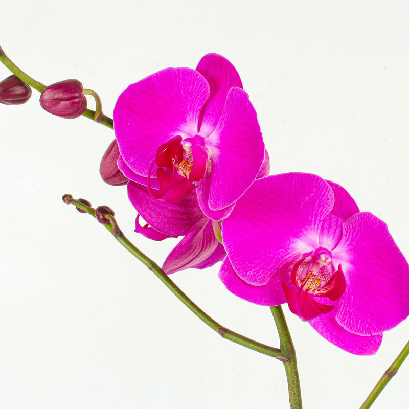 Rosa (rosa phalaenopsis) samen for anpflanzung in home garten