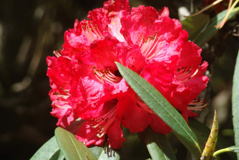 Graines de rhododendron rouge à semer – fleurs vivaces