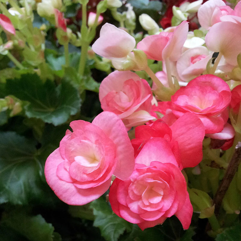 Begonia Hot Tip rosa semillas begonias de color rosa precioso
