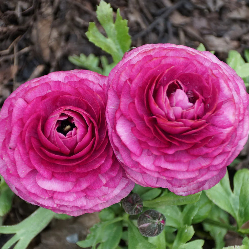 Rose pâle Renoncule graines de fleurs à semer, variété traditionnelle de haute qualité et sans OGM, graines pour jardin familial