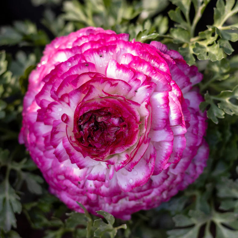 Semillas de ranúnculo blanco y rosa: variedad tradicional amigable con los polinizadores y sin OMG para el jardín doméstico