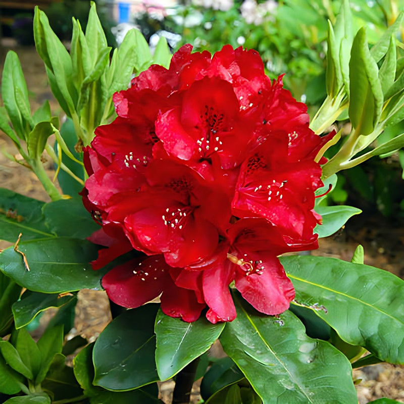 Rouge Rhododendron graines de fleurs à semer – mélange de fleurs sauvages – variété traditionnelle et graines sans OGM pour le jardin familial