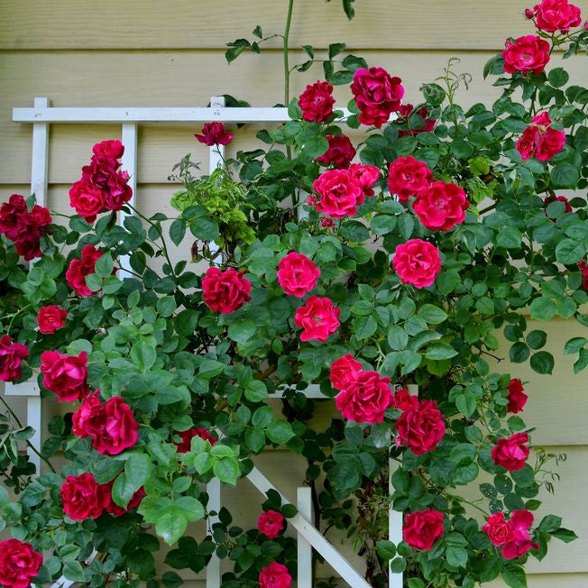 Graines de fleurs de rose jaunes et roses à semer – roses de jardin éclatantes – semis de printemps et d’automne